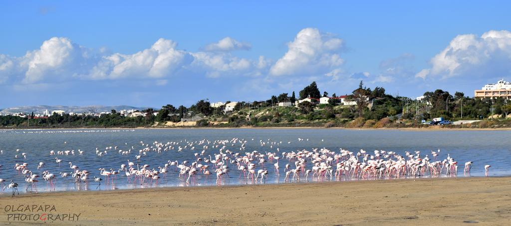Pelides Apartments Larnaca Chambre photo